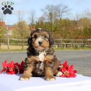 Kazumi, Mini Bernedoodle Puppy